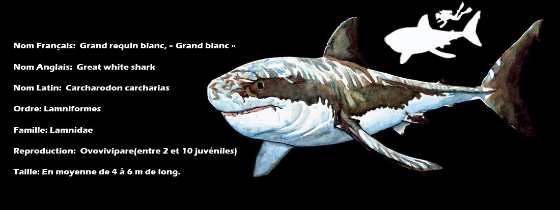 rencontre grand requin blanc
