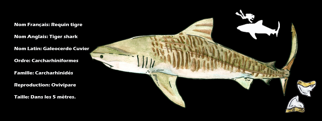 rencontre bébé tigre