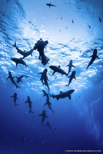 que faire si on rencontre un requin