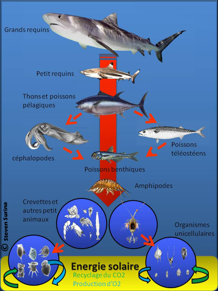 http://www.sharkeducation.com/wp-content/gallery/peche/01-chaine-alimentaire-copie.jpg