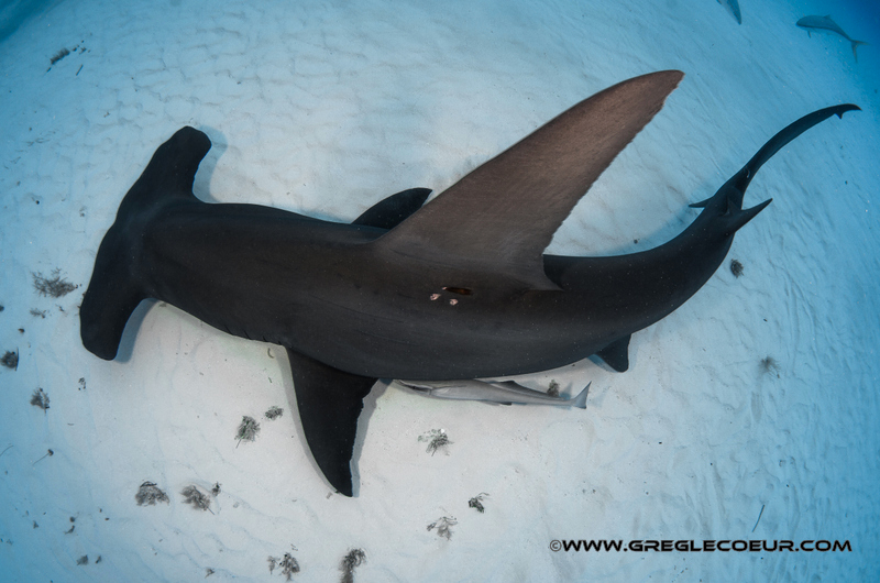 rencontre avec un grand requin blanc