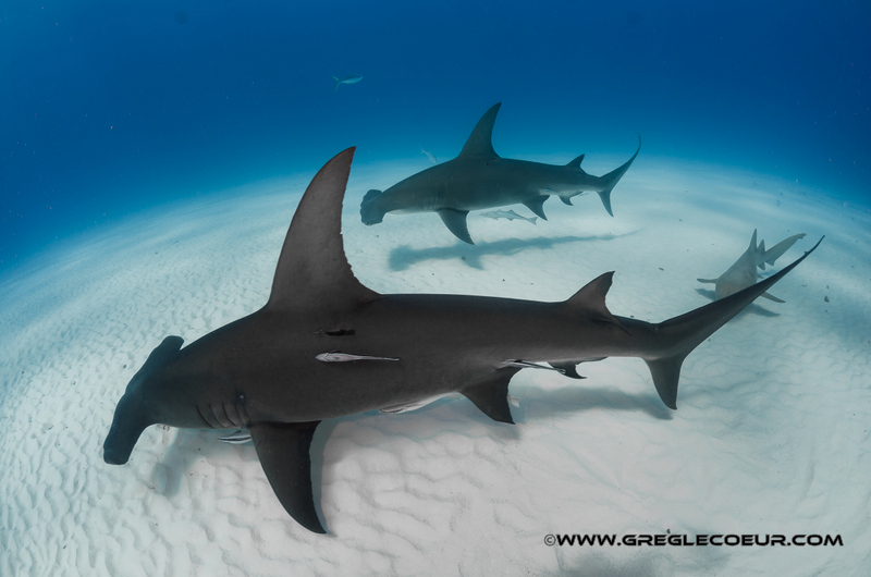 rencontre avec un grand requin blanc