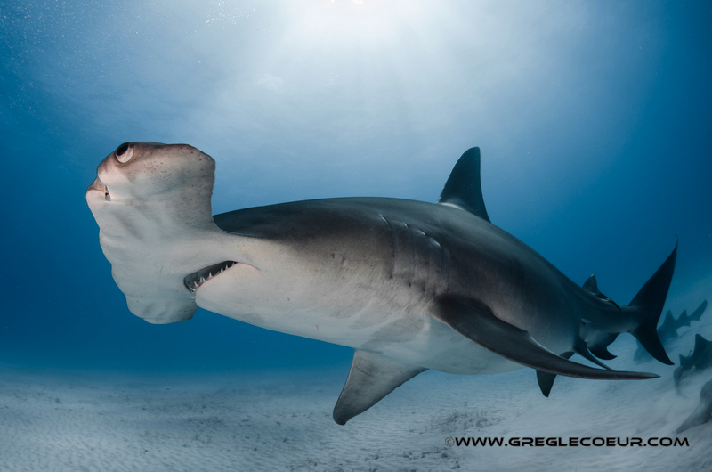 Great Hammerhead Shark Facts, Pictures & Video. Discover An Incredible Endangered Shark