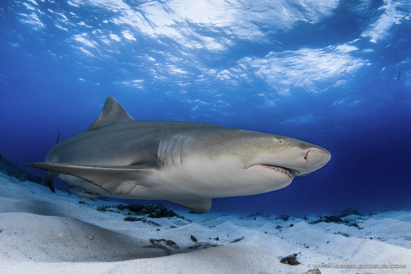 Shark - Le Requin Shark - Le Requin