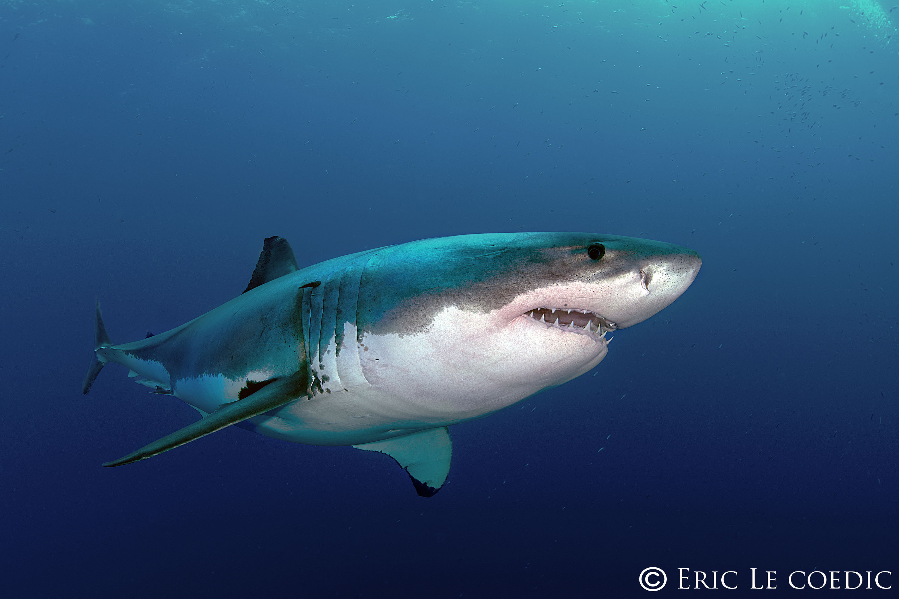 le-requin-blanc-images