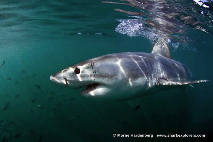 rencontre avec les requins