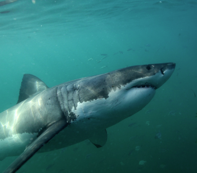 rencontre avec un grand requin blanc