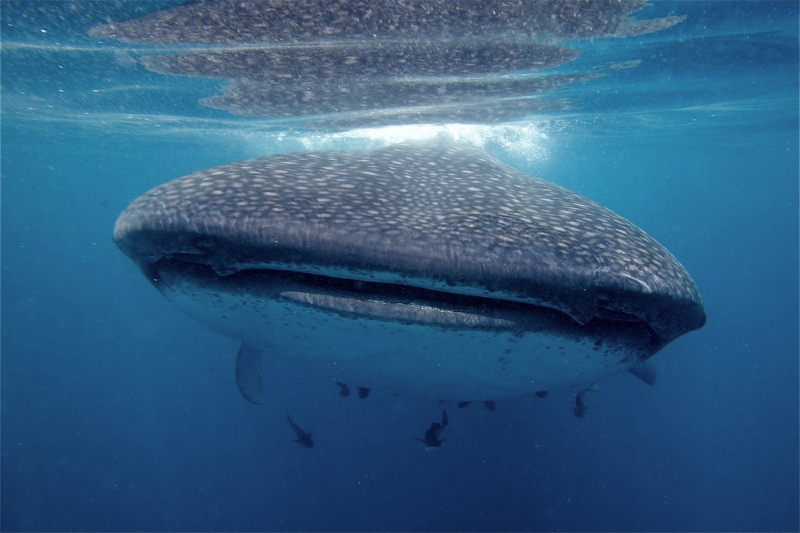 Requin baleine Shark Education