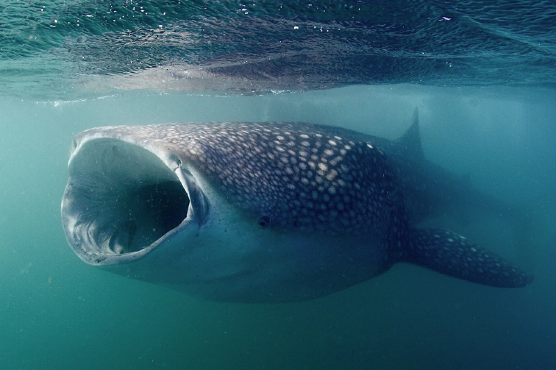 Requin baleine Shark Education