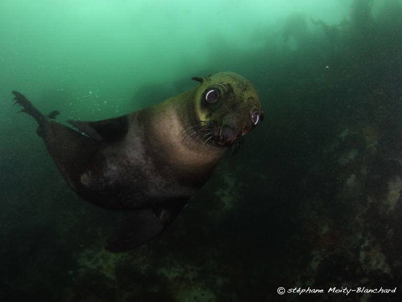 rencontre otaries