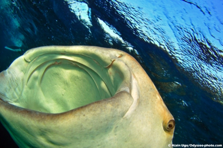 Baleine Alain Ugo