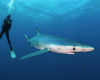 shark requin blue bleu