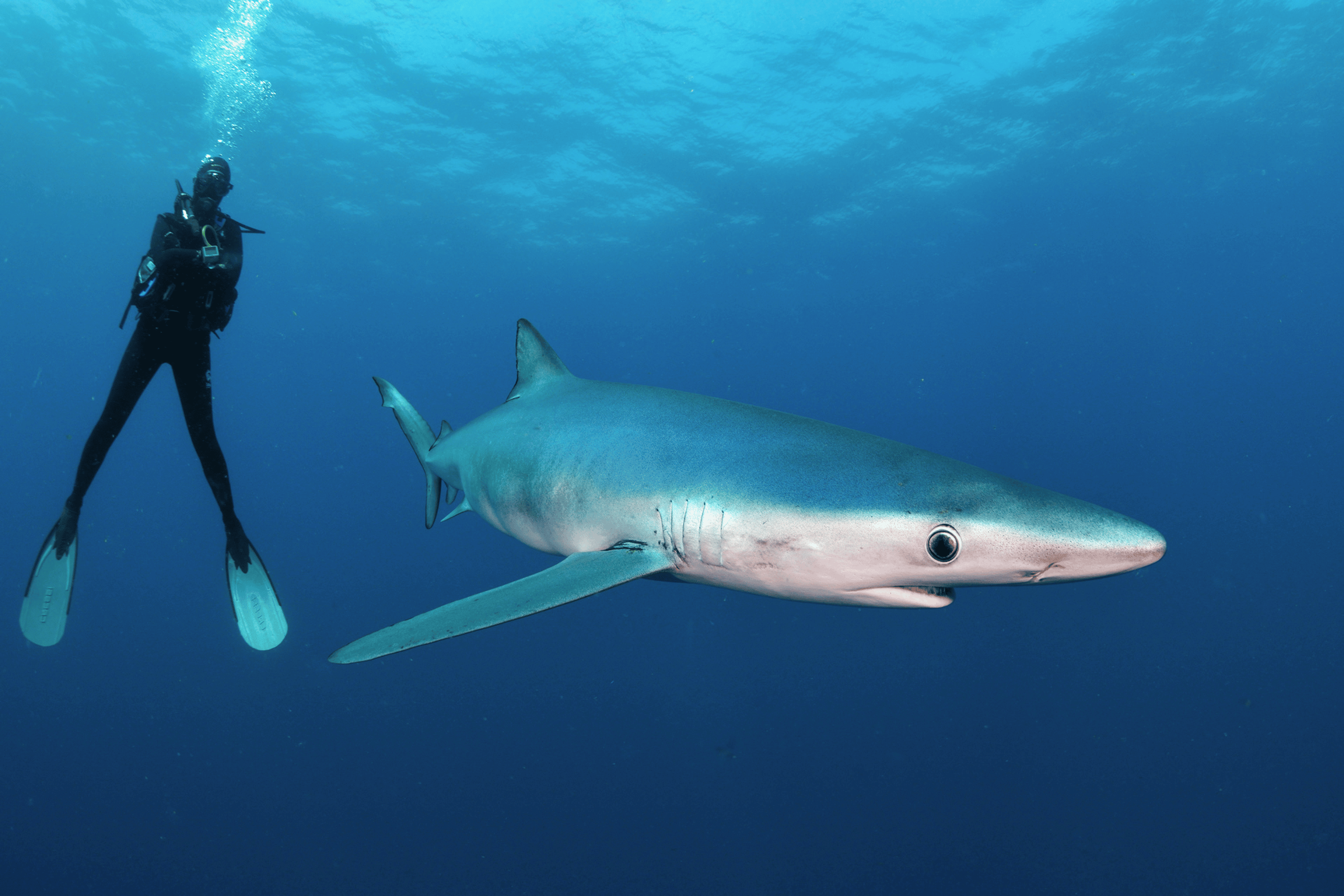 shark requin blue bleu