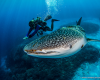 shark requin baleine whale