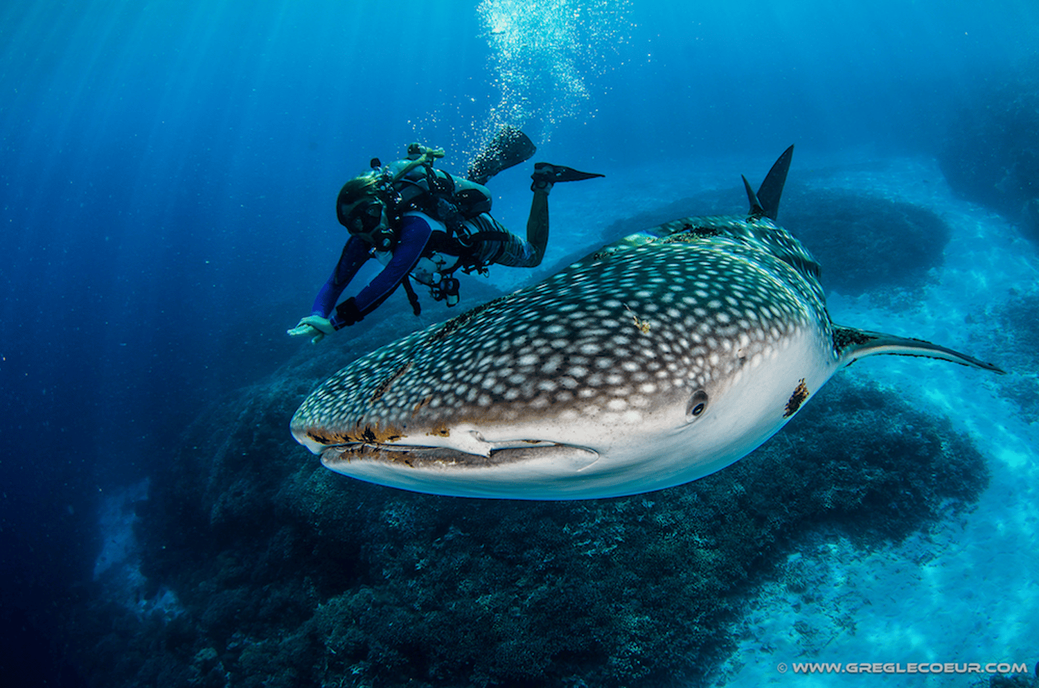 shark requin baleine whale