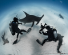 shark requin marteau hammer fish eye