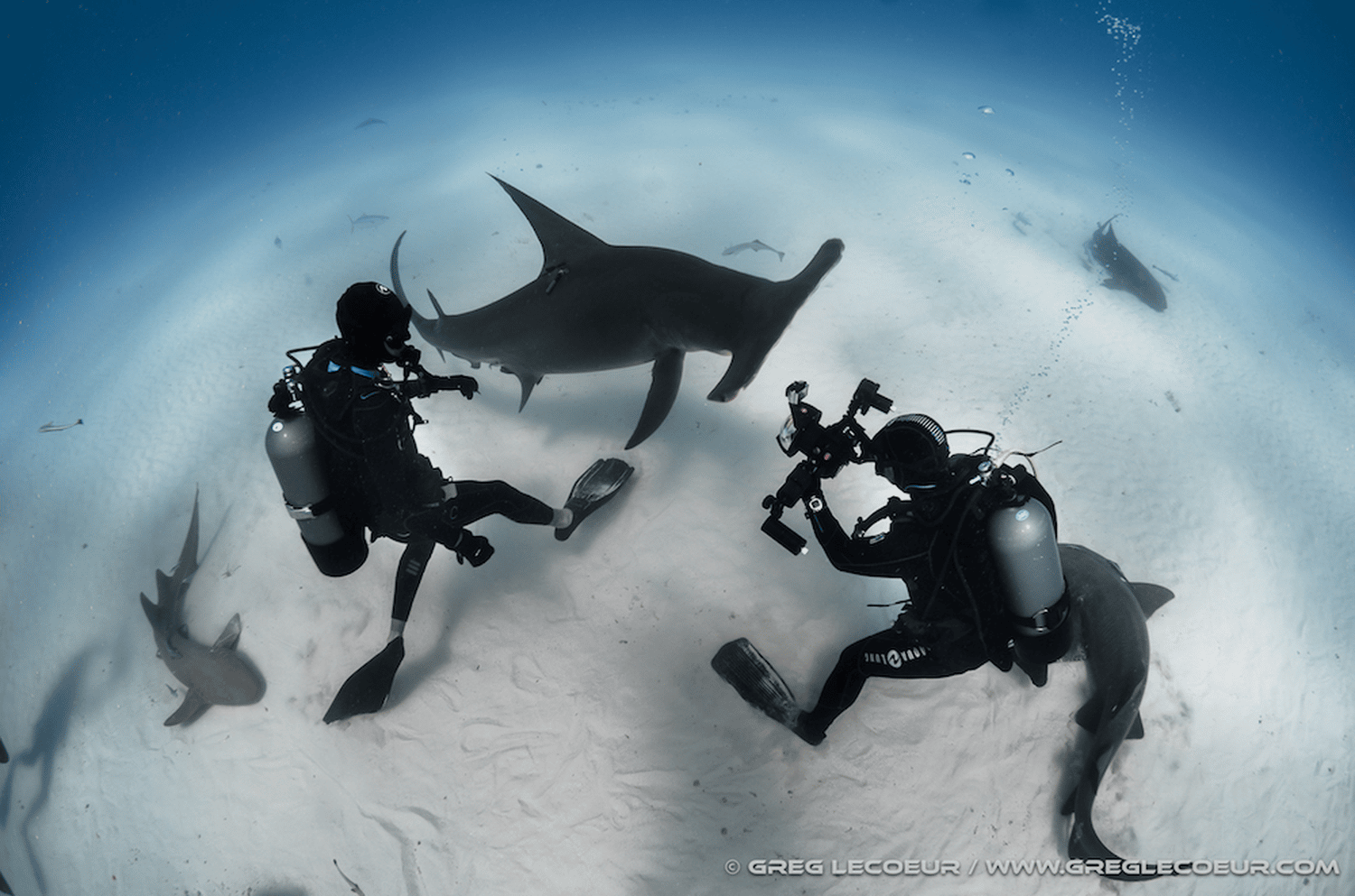 shark requin marteau hammer fish eye