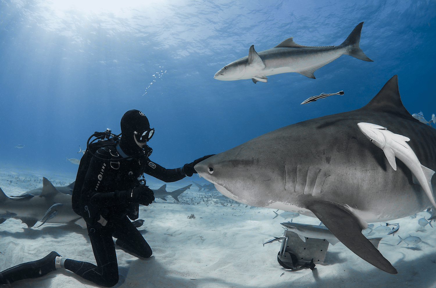 shark requin tiger contact tigre