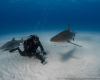 shark requin sand tiger beach