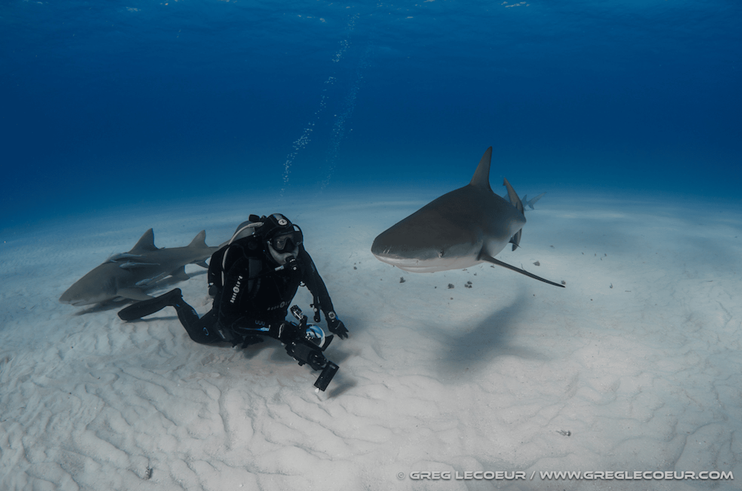 shark requin sand tiger beach
