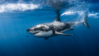 white shark requin blanc