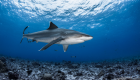 shark lemon requin citron
