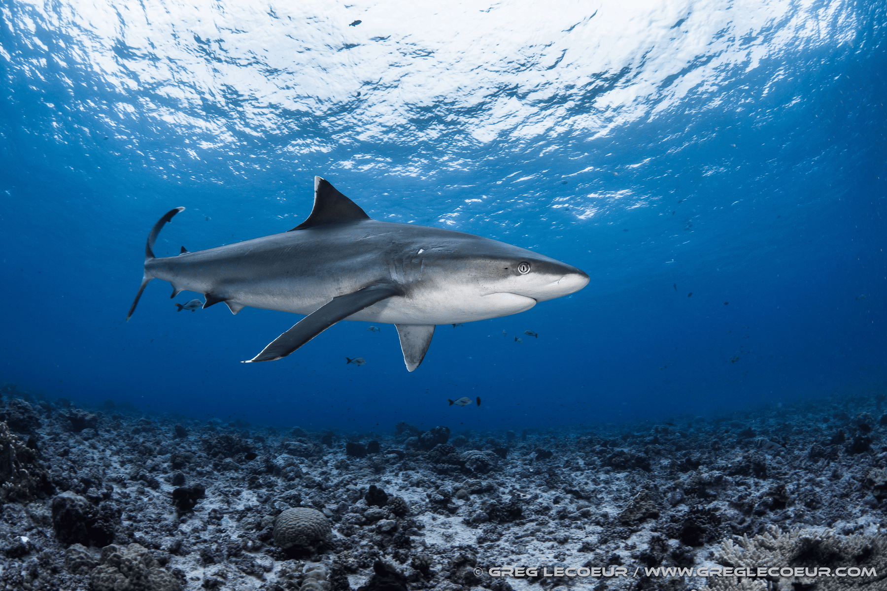 shark lemon requin citron