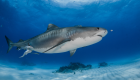 shark tiger requin tigre