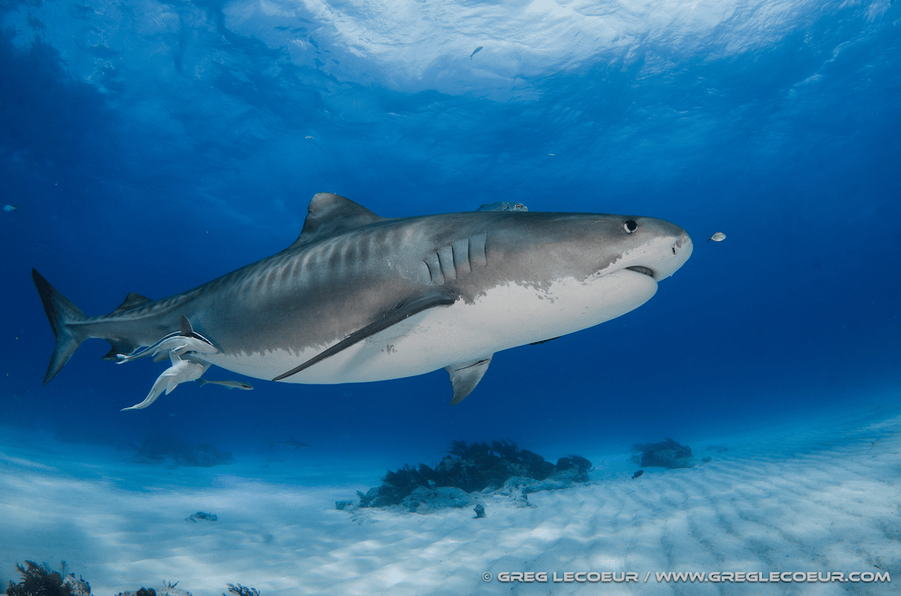 shark tiger requin tigre