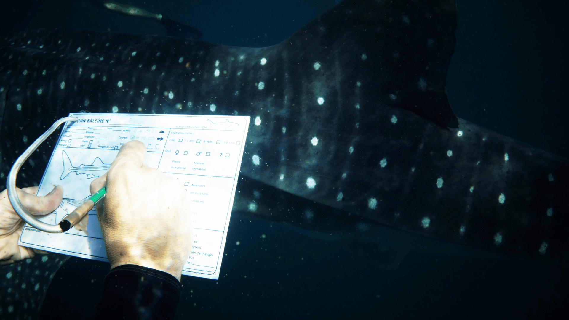 whale shark close observation