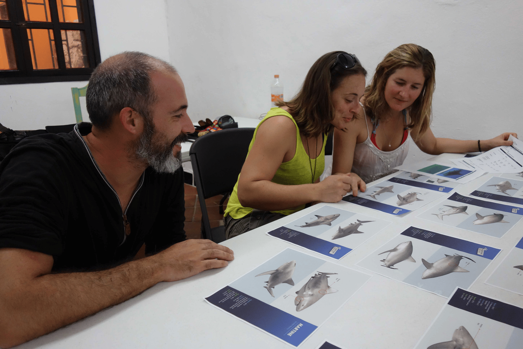 shark identification workshop