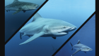 Mozambique shark requin