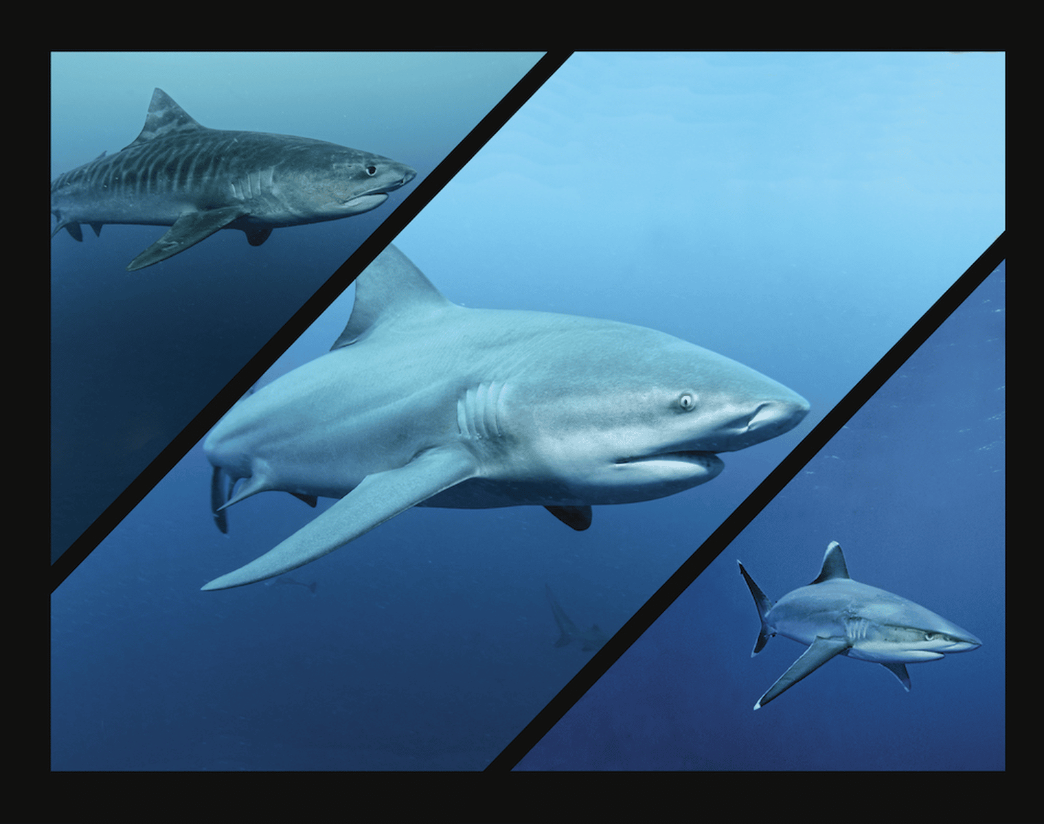 Mozambique shark requin
