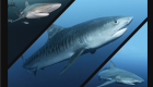 Afrique du sud tigre shark