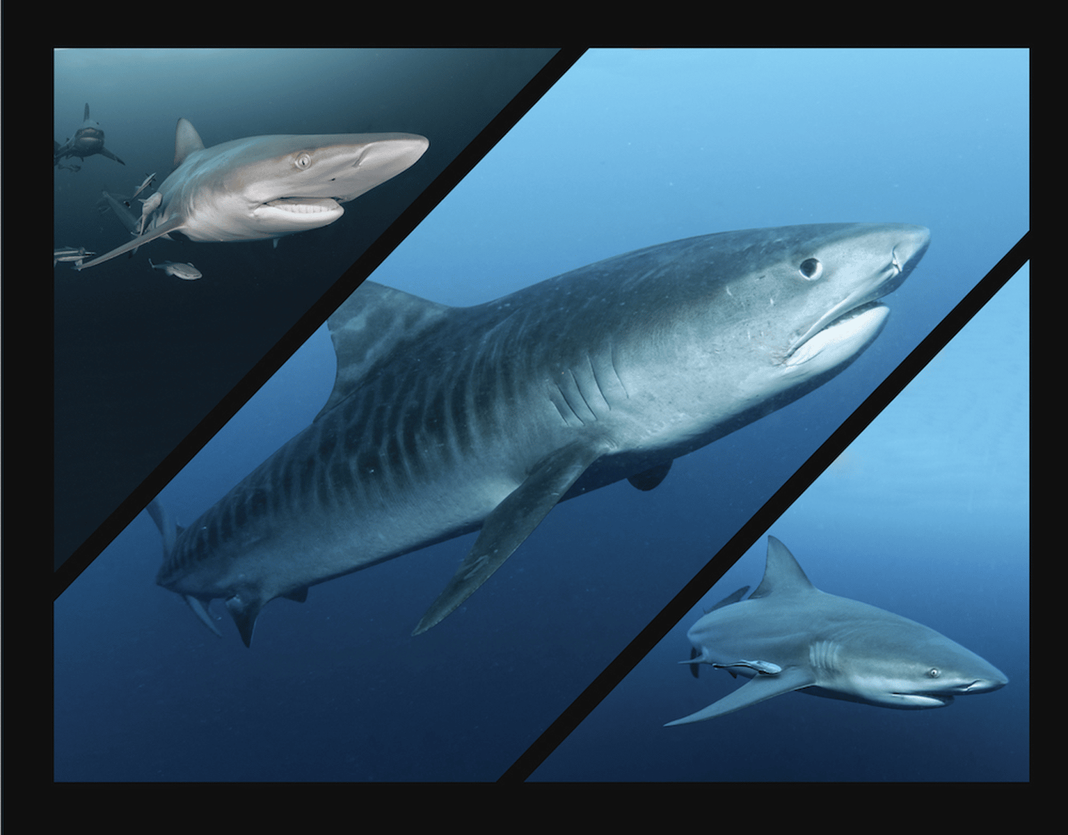 Afrique du sud tigre shark