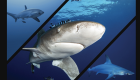 Egypt egypte soyeu silk shark requin