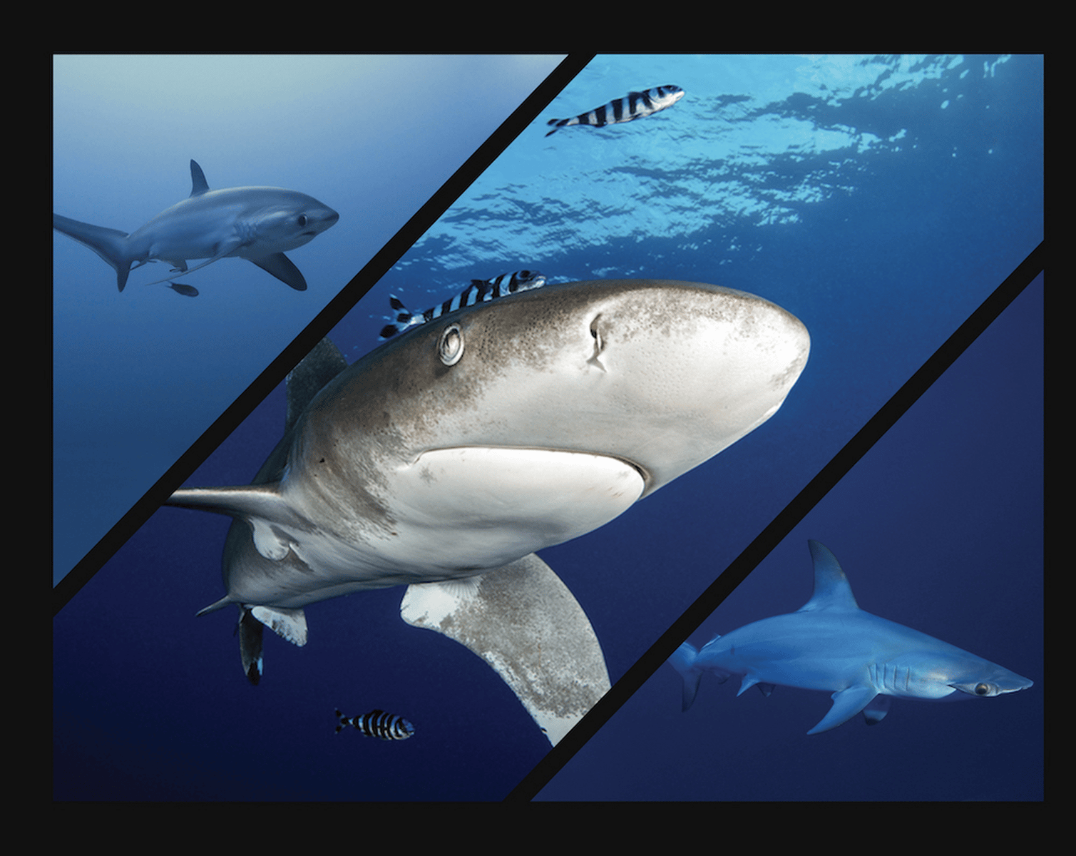Egypt egypte soyeu silk shark requin