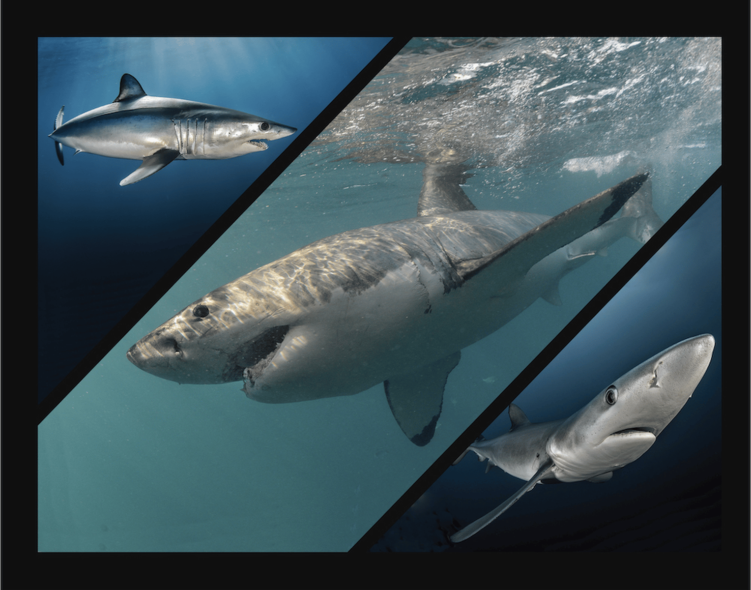 Le cap requin citron bordé blanc shark