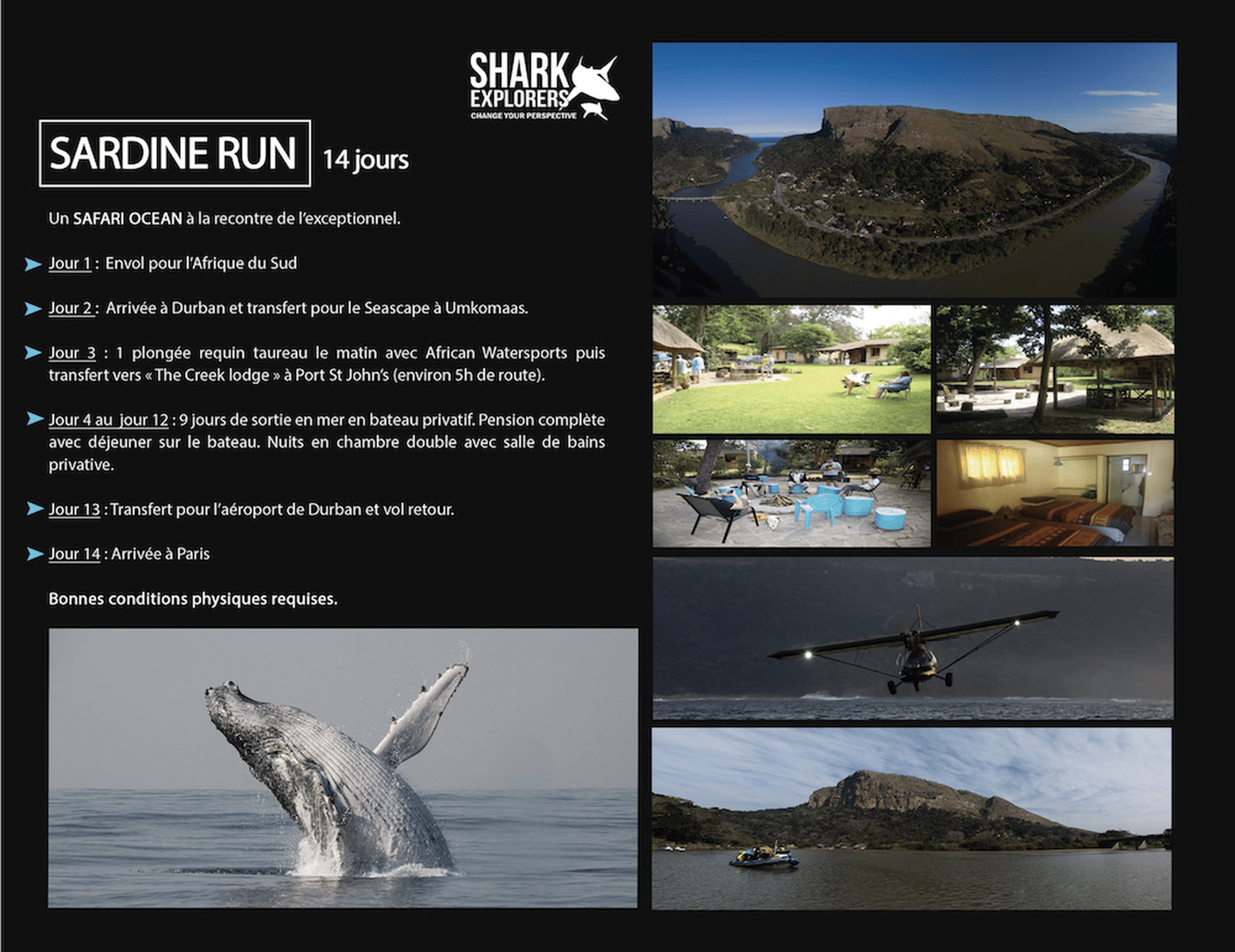 sardine run shark explorer