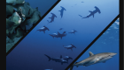soudan hammer shark perroquet