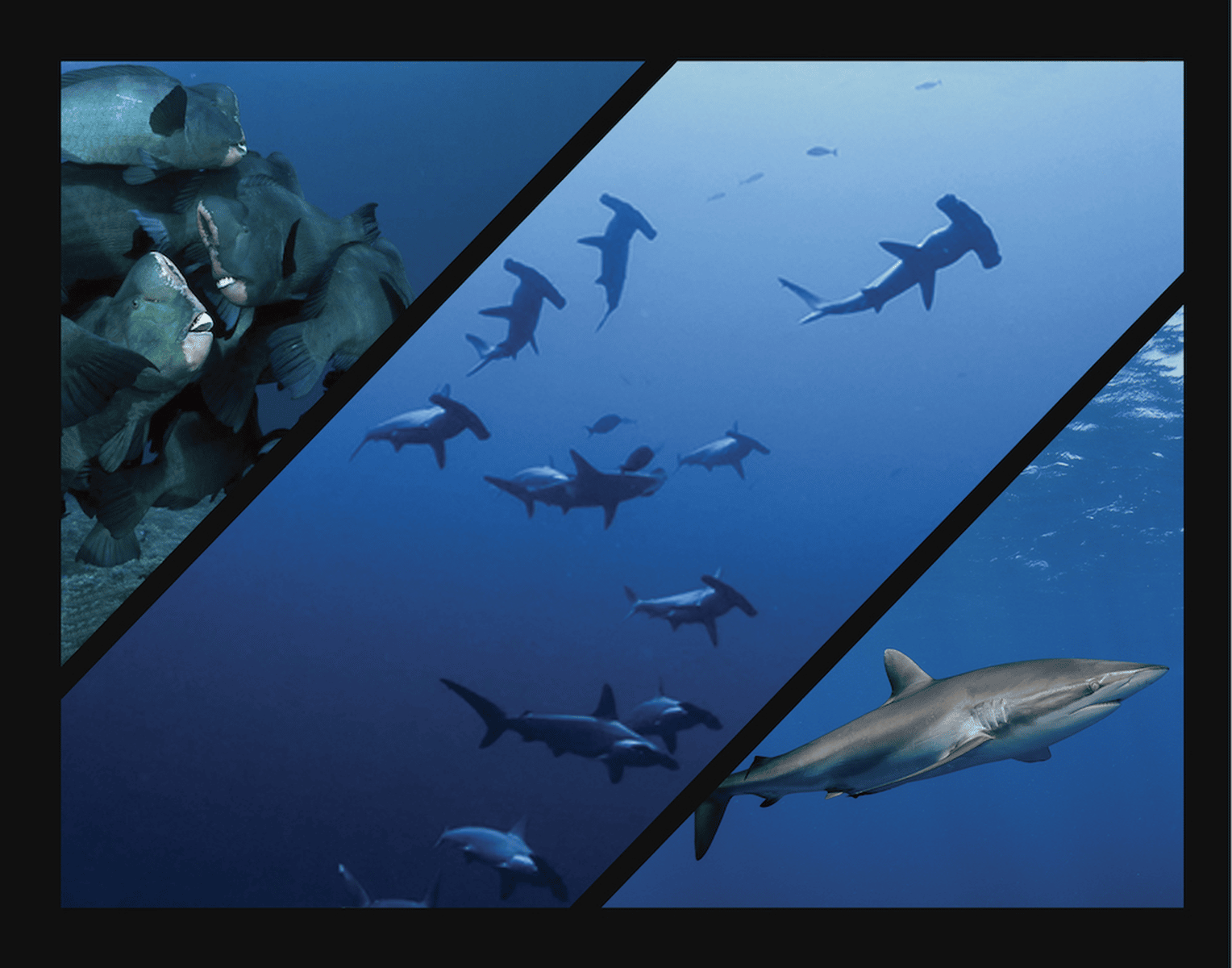soudan hammer shark perroquet