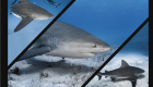 Mexique bull shark requin taureau