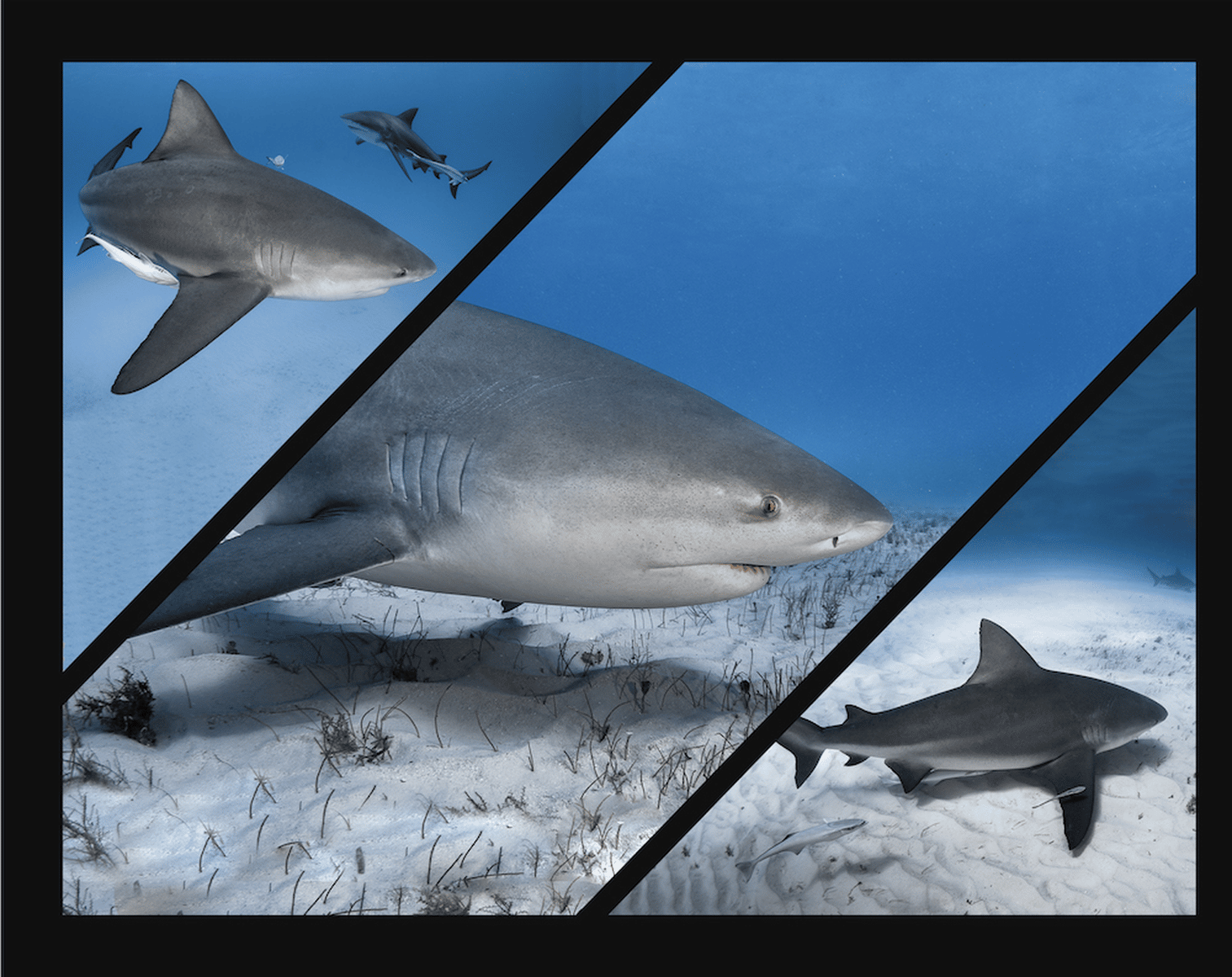 Mexique bull shark requin taureau