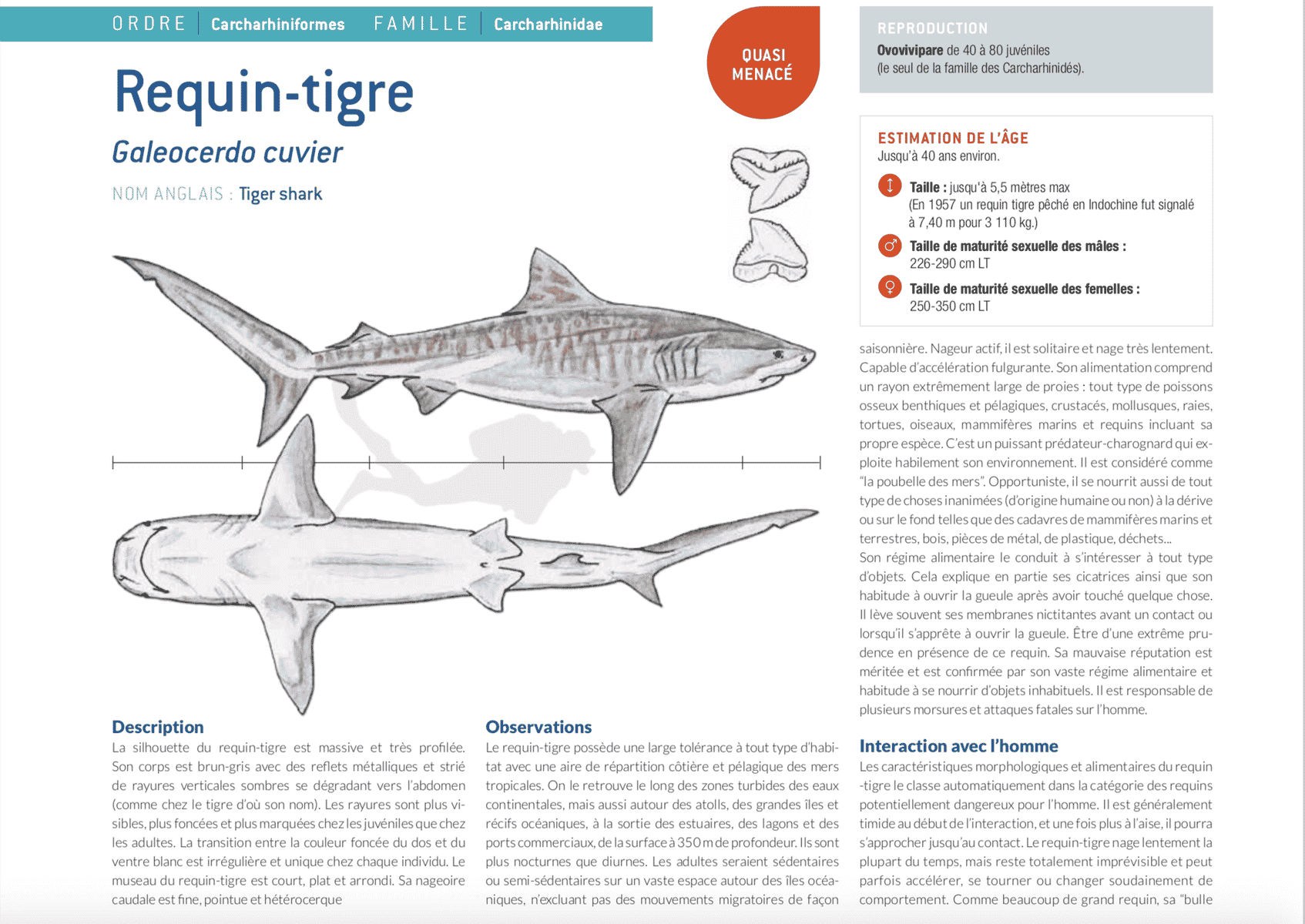 fiche requin tigre tiger shark