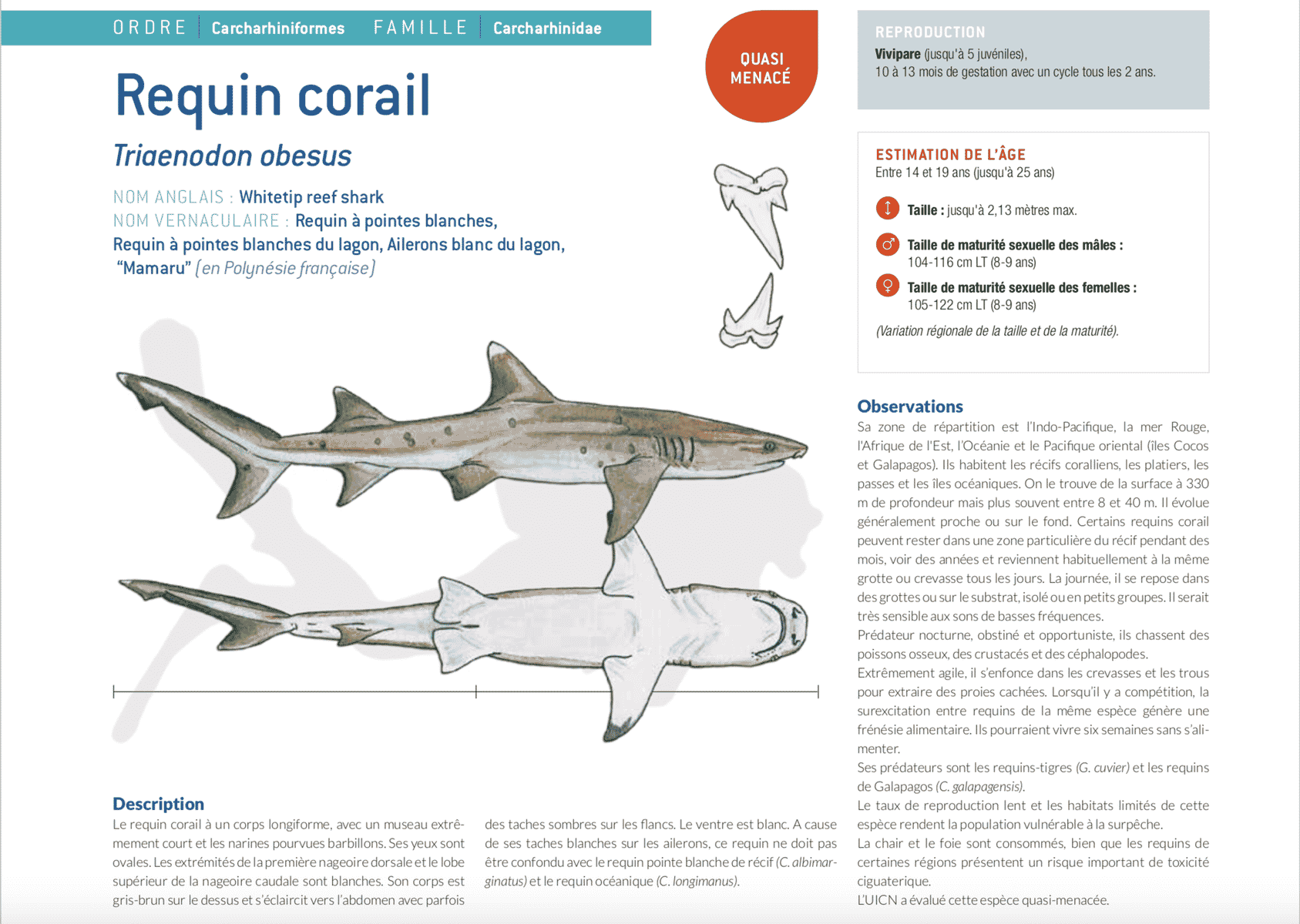 fiche requin corail triaenodon obesus