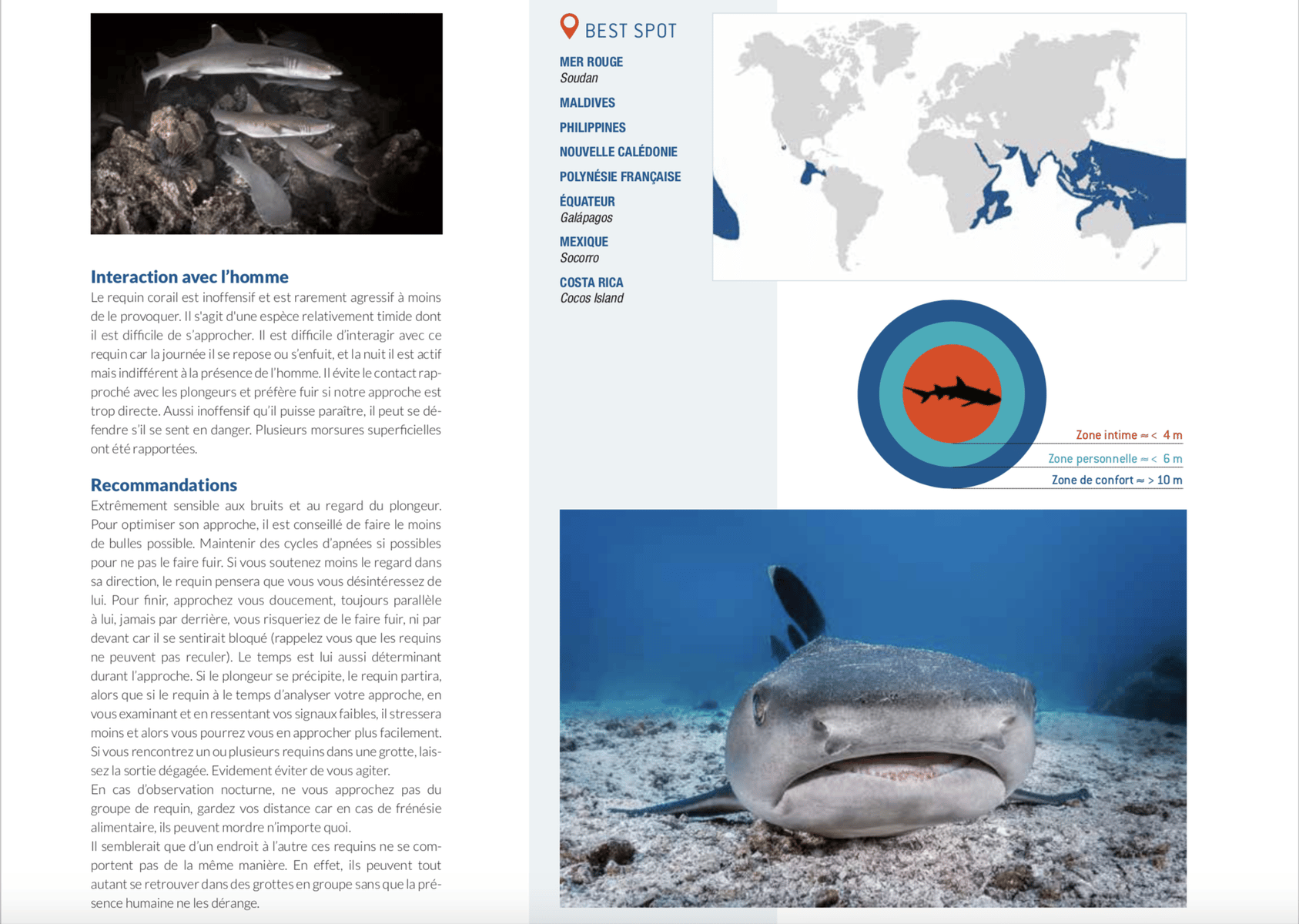 fiche requin corail best spot