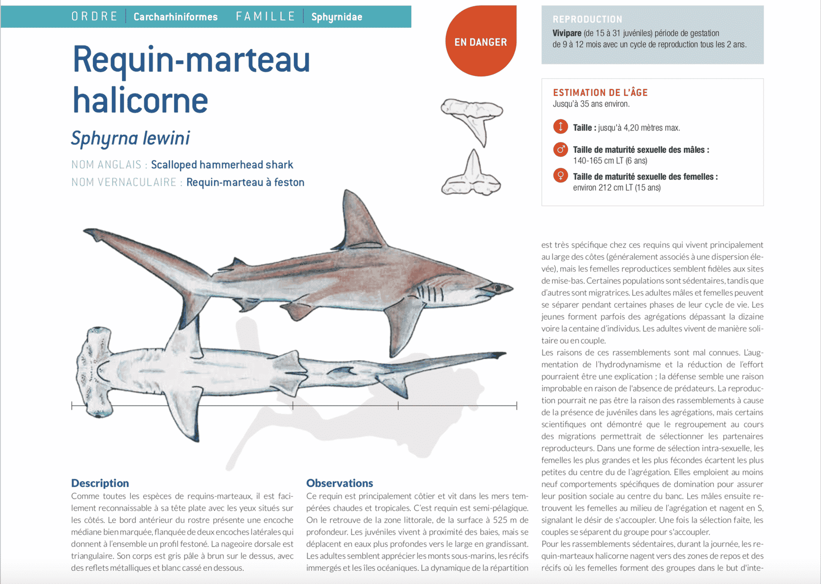 fiche requin marteau hammerhead shark