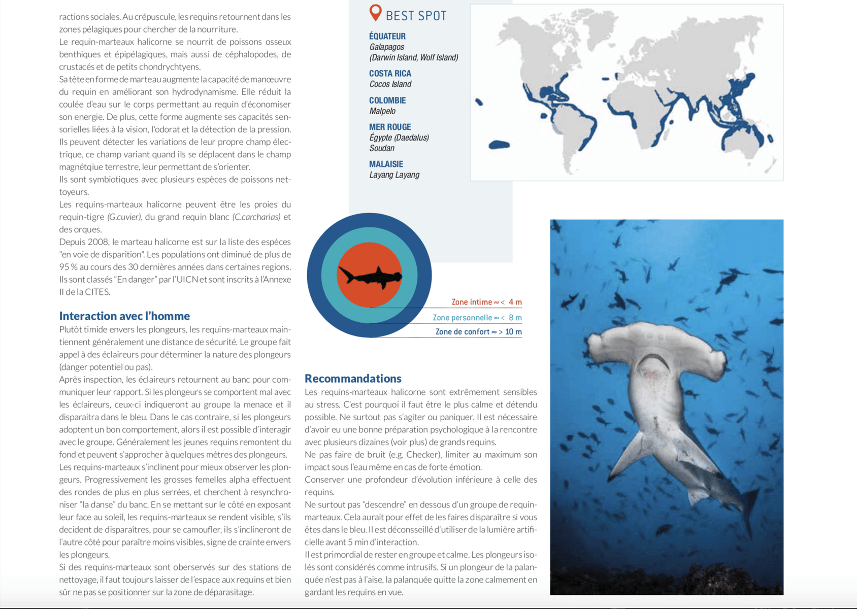fiche requin marteau hammer shark