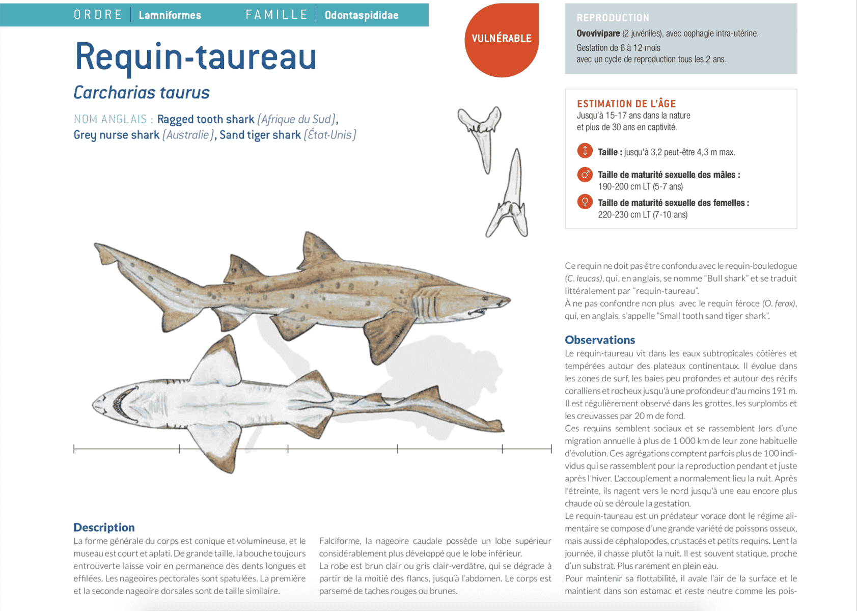 fiche requin taureau bullshark
