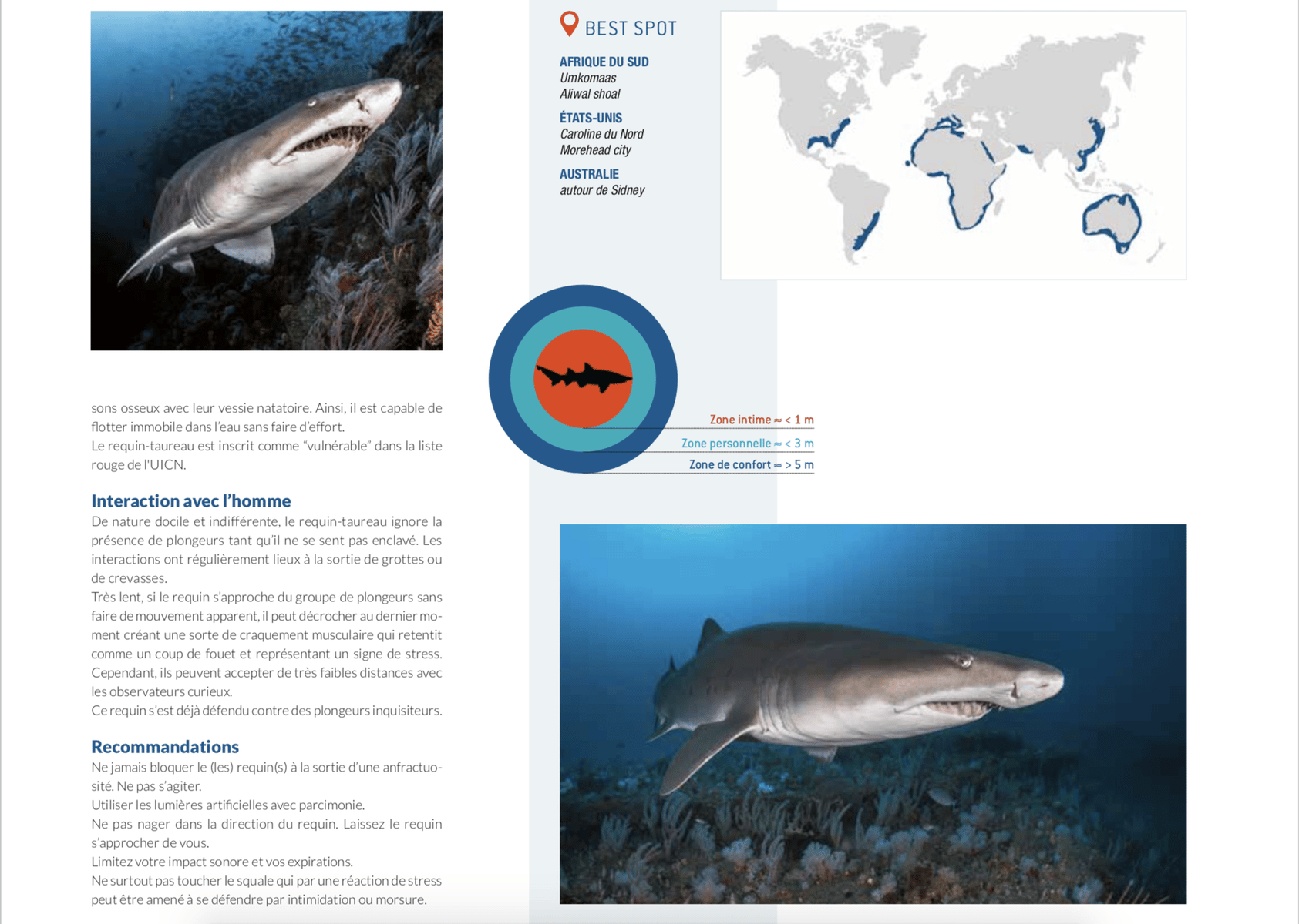 fiche requin taureau best spot